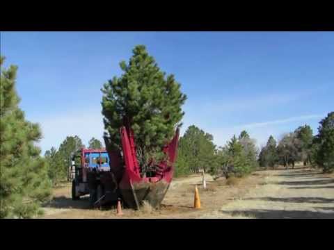 how to transplant ponderosa pines