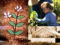 Hoyt Magnolias