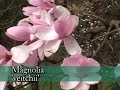 Hoyt Magnolias