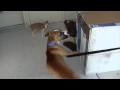 Arri Meets Izzy (Sort of)