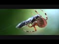 Spider vs. Fly