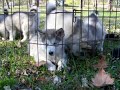Ice Age Alaskan Malamutes