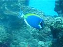 Surgeonfish