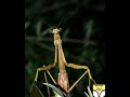Royalty Free Sounds (Crickets and Campfire)