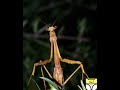 Royalty Free Sounds (Crickets and Campfire) Royalty Free Sounds (Crickets and Campfire)