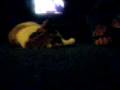 videos de Copy cat [literally!]