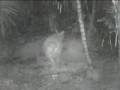 Filman rara especie de rinocerontes.