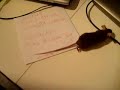 Mala Mysia i LAptopy
