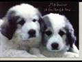 Pt fosta mea iubire!