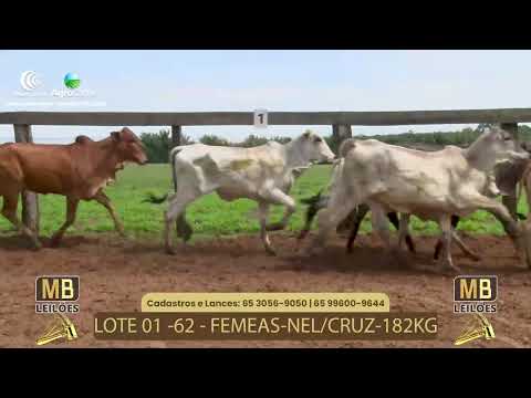 519 LEILO VIRTUAL MB LEILES