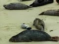 la jolla harbor seals   short documentary