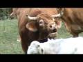fausto limousin espinama cantabria