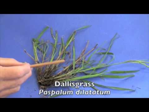 how to control quackgrass in a lawn