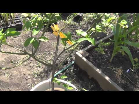 how to fertilize lemon trees in pots
