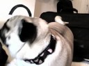 PUHG DAWG