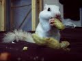 my pet chipmunk eating