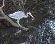 Birds of Utterslev Mose (Denmark 2008)
