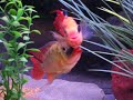 Red Terror Cichlids \"True Festae\" Red Terror Cichlids \"True Festae\"