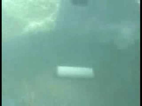 Dog Training - Dogs Swimming