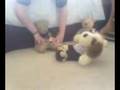 Bare Bear