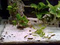 Tropheus kiriza, kazumba and red moliro Tropheus kiriza, kazumba and red moliro