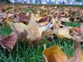 automne