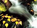automne