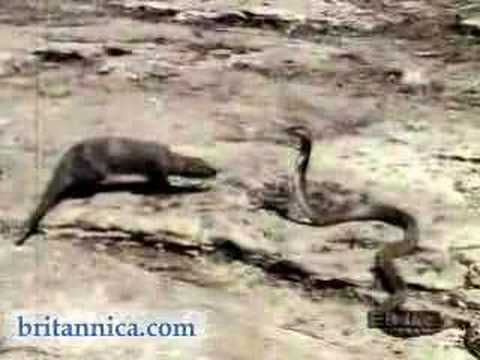 Mangosta mata una Cobra