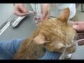 猫の自宅皮下輸液・指導&練習