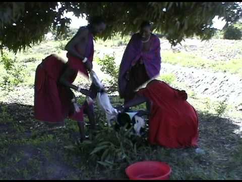 girl killing goat