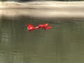 Hydroplane