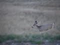 Mule Deer Stotting