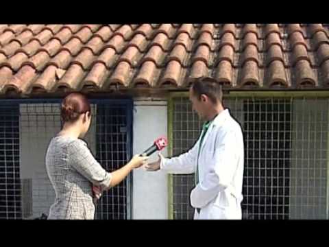 garat e qenve - 7NEWS - kanal informativ Shqiptar - Tring TV https://www.7news.tring.tv https://www.facebook.com/Tringnews7 https://www.youtube.com/TringNews7 Kanali informa...