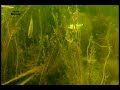 catoprion mento  piranha  feeding in its natural habitat