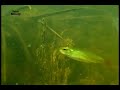 catoprion mento  piranha  feeding in its natural habitat