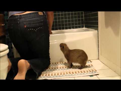 Bath Time for Romeo and Tuff'n Capybara ロミオカピバラのためのバスタイム