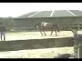 videos de Mon lilou kè longer par anne laure.mp4