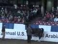 US Half-Arabian Gelding In Hand Stock Hunter AOTH FINAL
