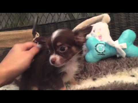 Handsome Longhair Chihuahua Puppy