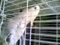 Cockatoo Sulpher Crested Cockatoo in 32,000 Pak Rupees