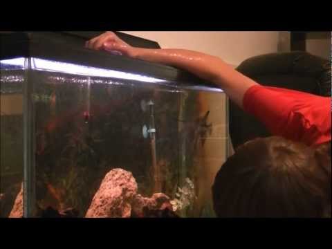 how to care ghost shrimp