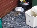 Cute Chick in her Birthday Suit Running around Garden