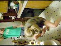 HOT CHICK BOOTY DANCING HOT CHICK BOOTY DANCING