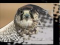 سدل جناحه محمد عبده