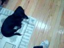 my doggy