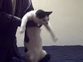 a-splendiferous-dance-for-bscott.html