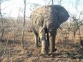 Elephant getting close!