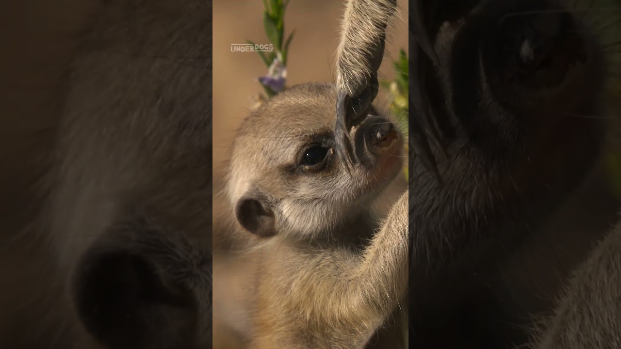 Meerkats play fight to learn crucial survival skills 😤 #Underdogs #Meerkats