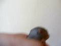 2nd video to baby squirrel