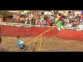 Peru Bull Fight See Saw Jackass Comedy